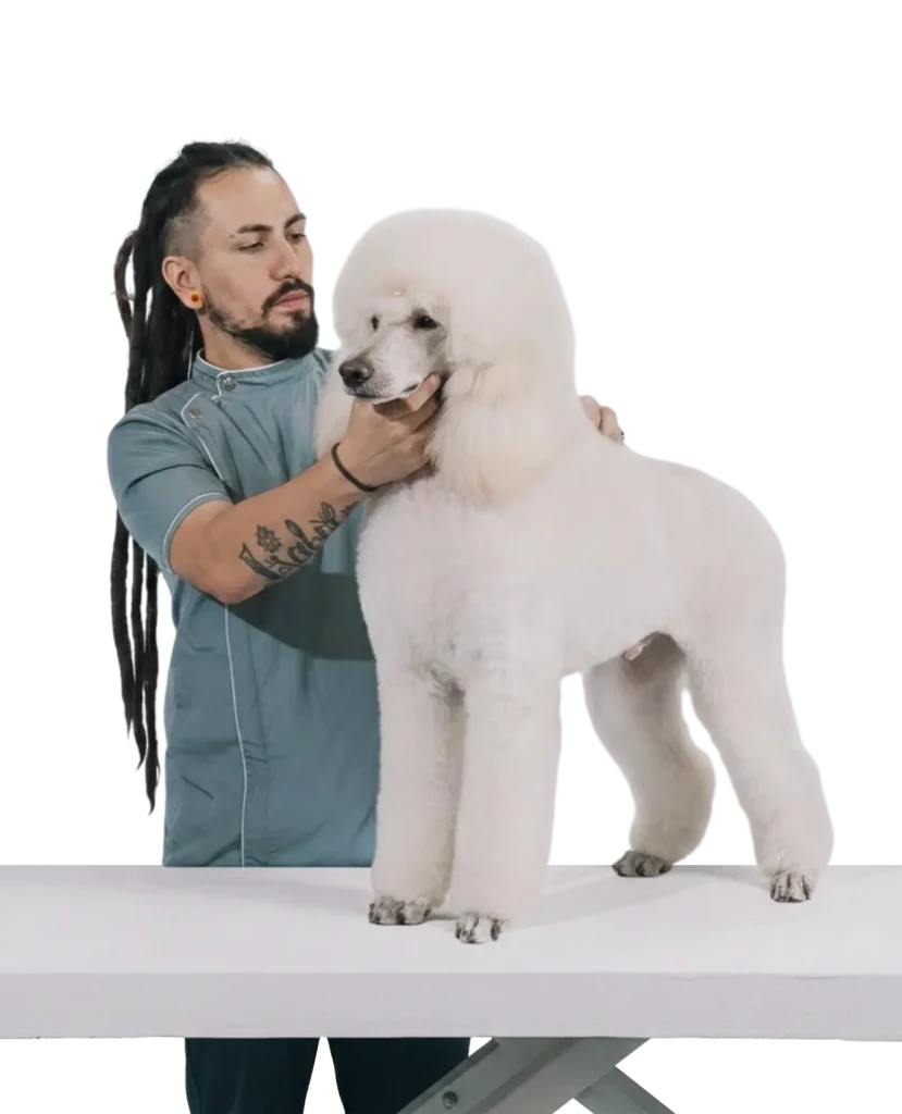 Groomer profesional presentando un Poodle Gigante blanco con textura de pelo impecable y volumen perfecto sobre mesa de trabajo.